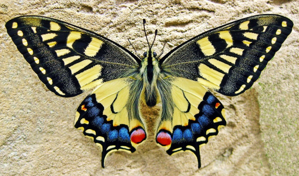 butterfly-1228639_1920